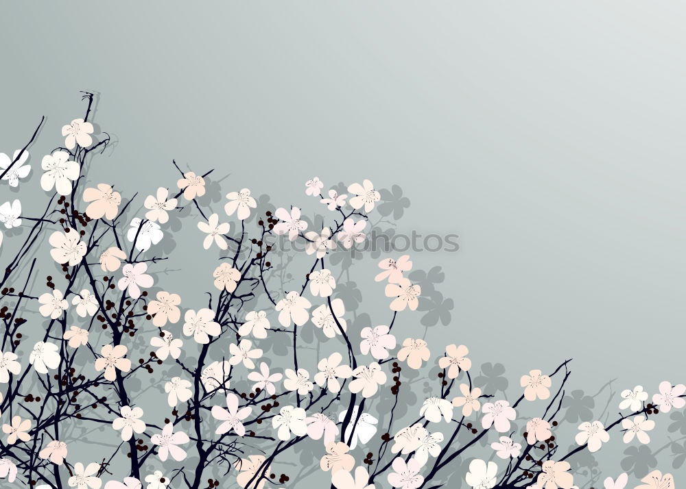 Similar – Image, Stock Photo Small white veil herb flowers on light blue