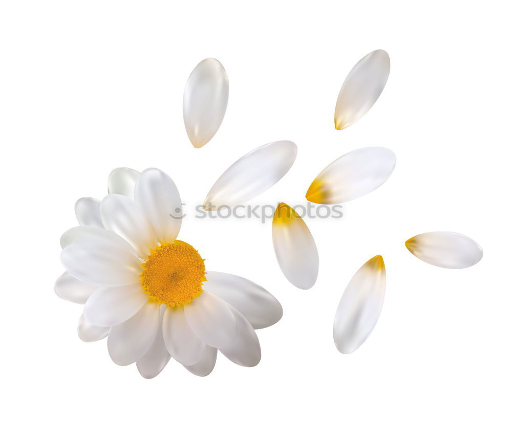 Similar – Image, Stock Photo white primrose in cup with water