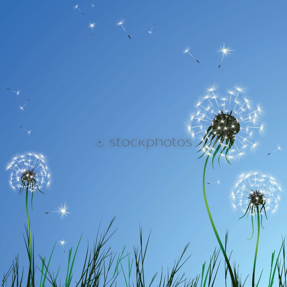 Similar – Image, Stock Photo Bellows! Dandelion Flower