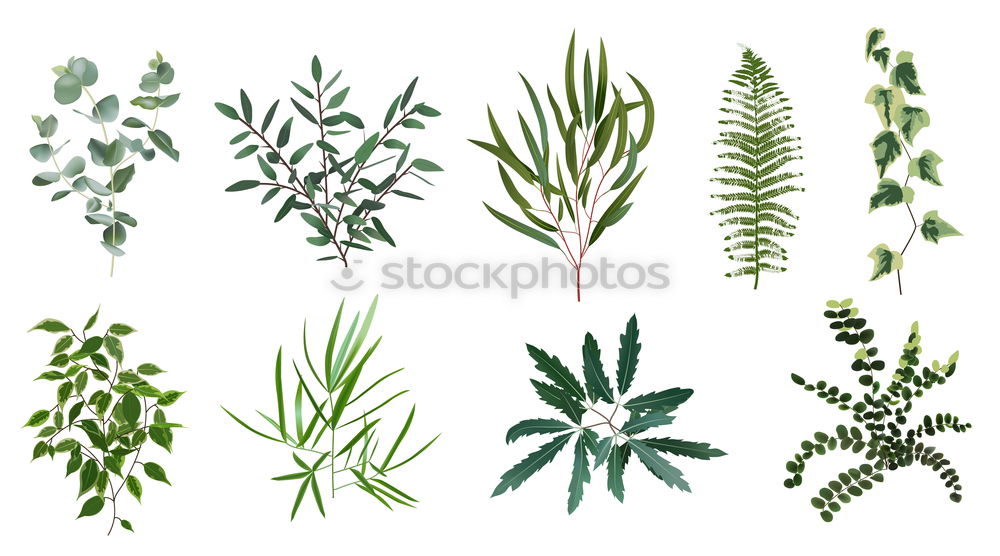 Similar – collection of various conifers and its cones