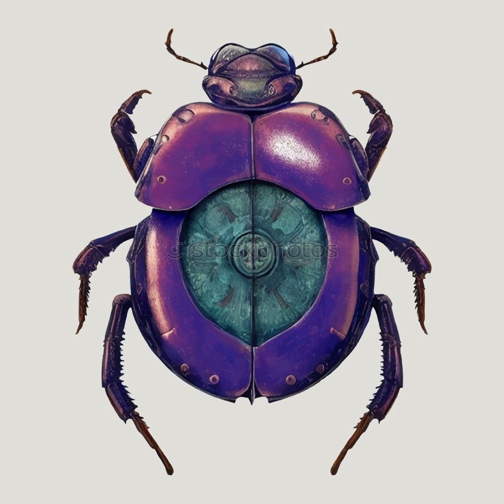 Similar – Big Beetle Isolated Image