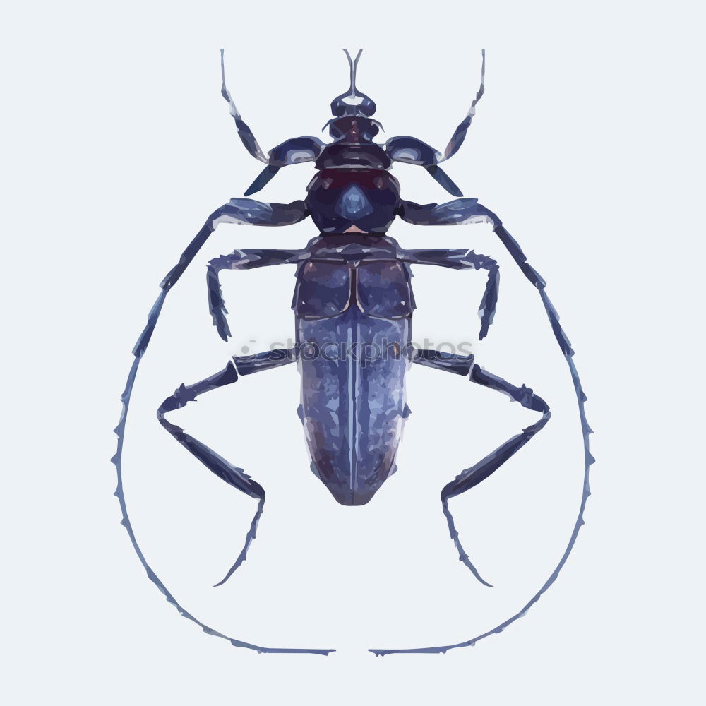 Similar – stag beetle Stag beetle