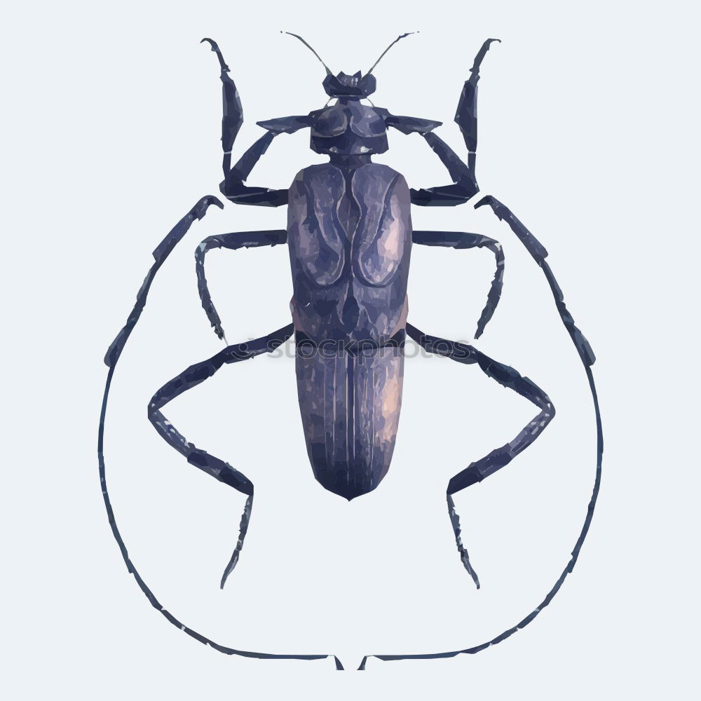 Similar – stag beetle Stag beetle