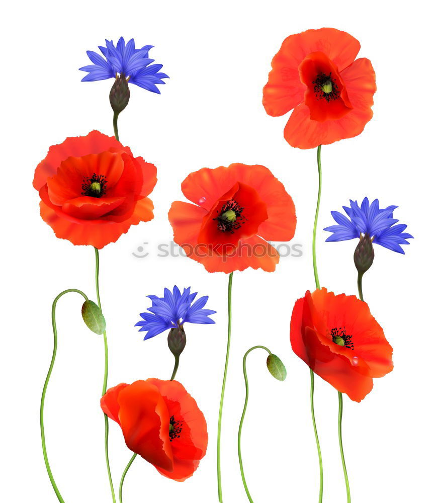 Similar – Kunstmohn Blume Mohn