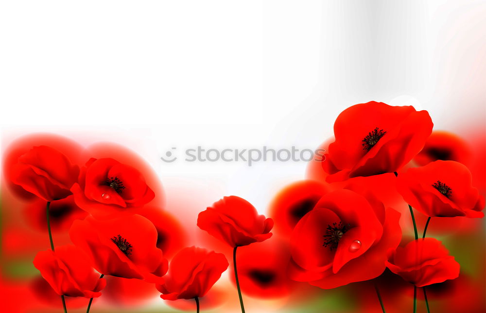 Similar – Poppy! Environment Nature