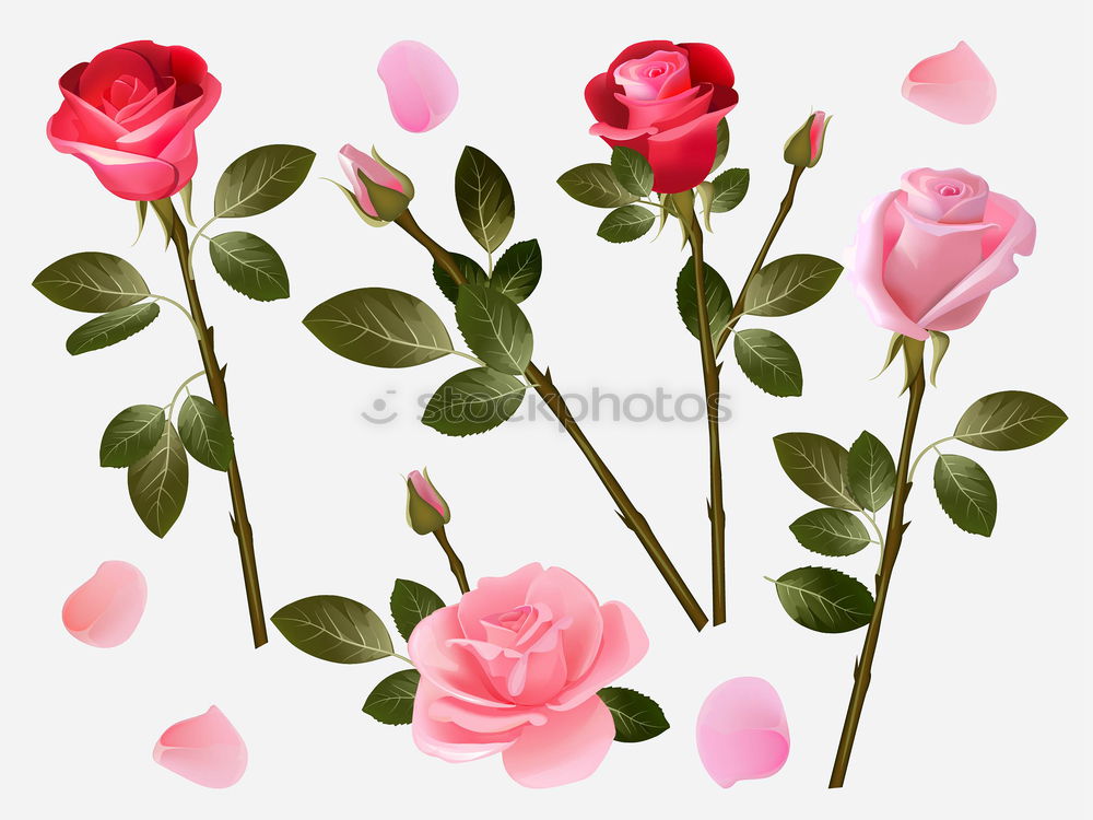 Similar – Image, Stock Photo Flowers on blue background