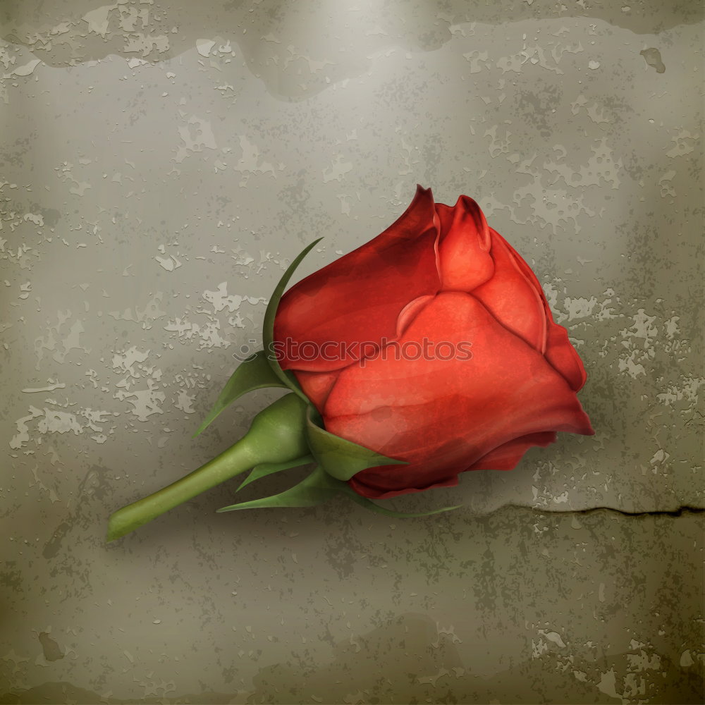 Similar – Image, Stock Photo HMV | A flower box