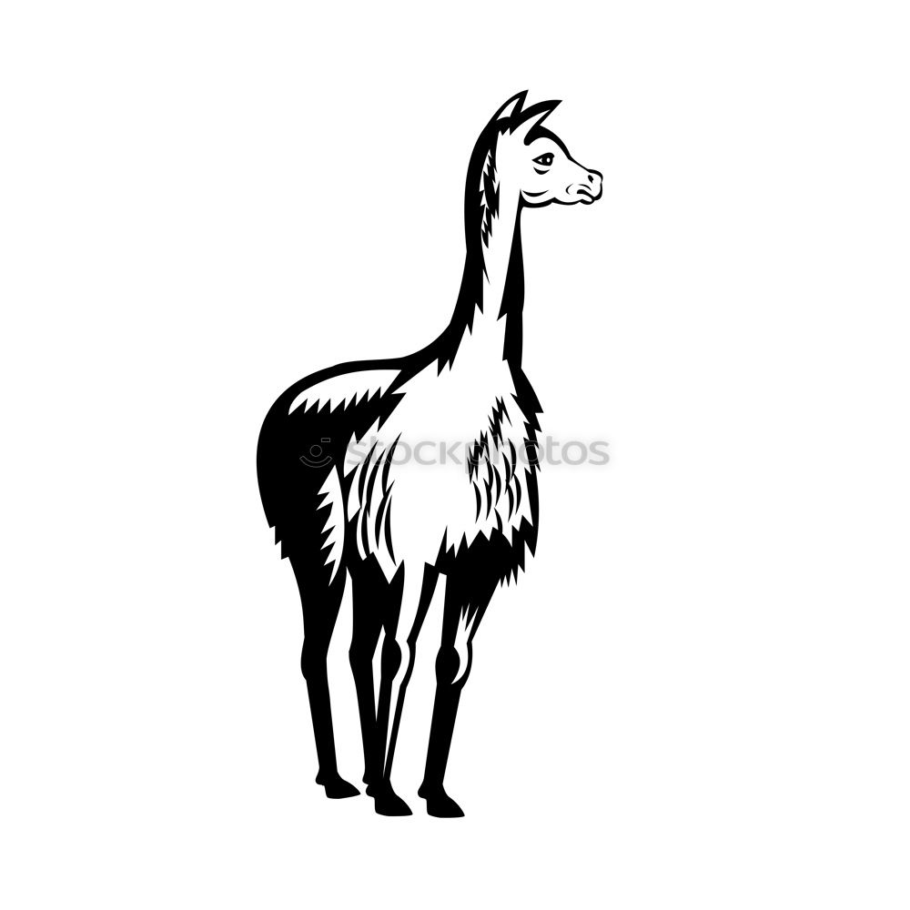 Similar – Image, Stock Photo llama Switzerland Animal