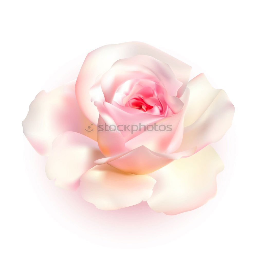 Similar – Image, Stock Photo Pink Kitsch Rose Elegant