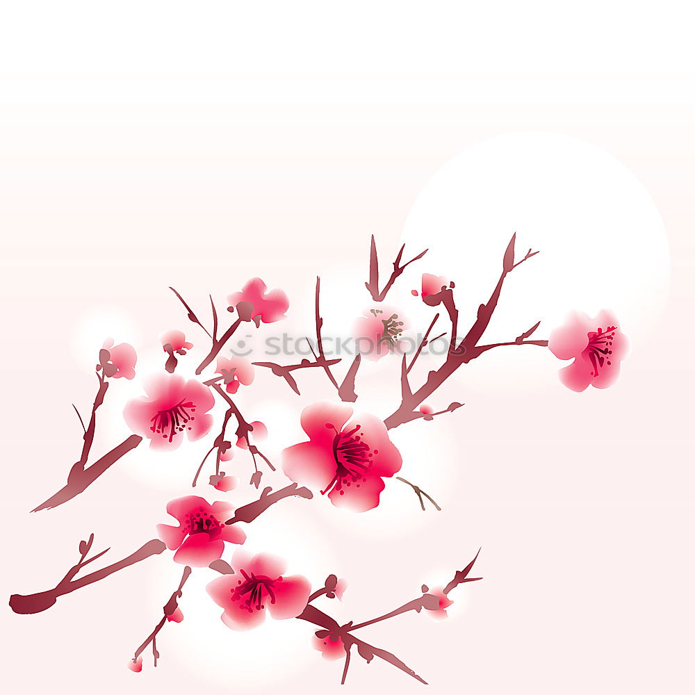 Similar – Foto Bild Kirschblüten Umwelt Natur
