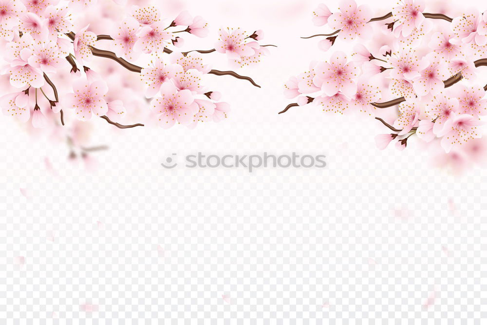 Similar – Image, Stock Photo cherry blossoms Nature