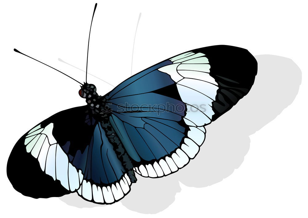 Similar – Blue Morpho butterfly