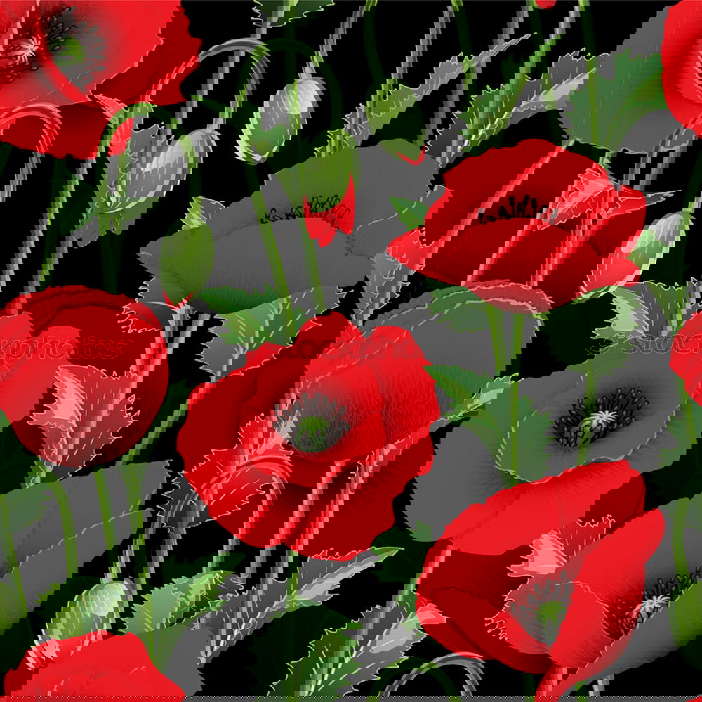 Similar – Image, Stock Photo Turkish; poppy seed; papaver; oriental;
