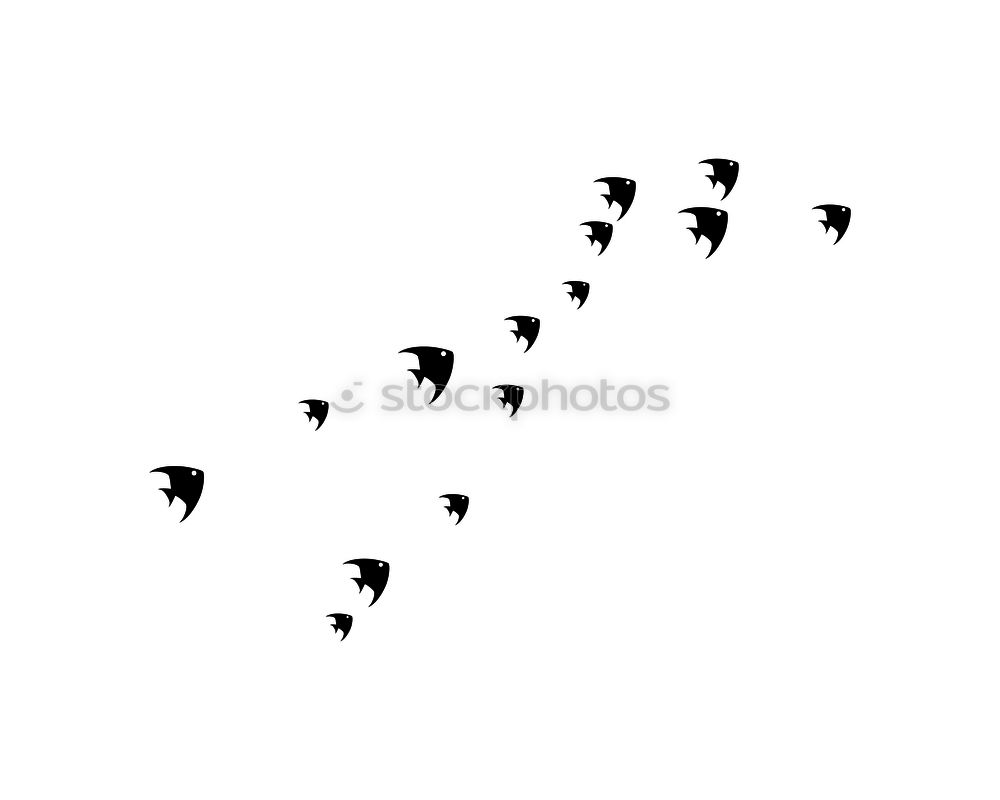 Similar – Foto Bild südwärts Wildtier Vogel