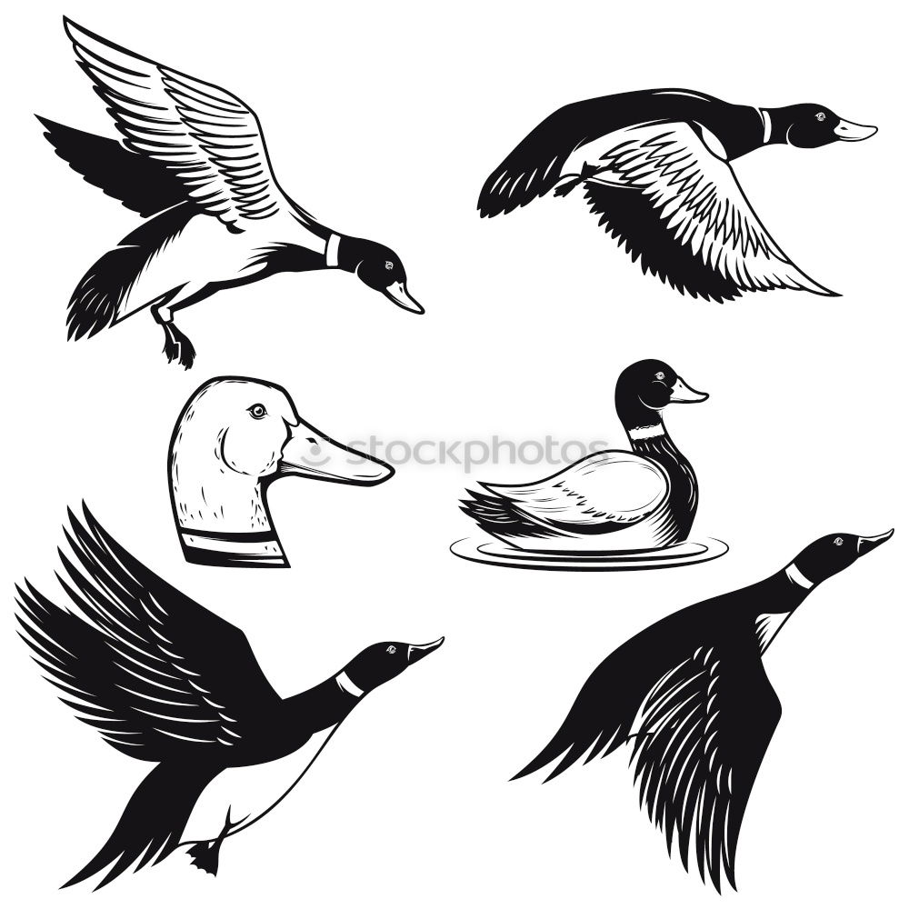 Similar – Image, Stock Photo Flying geese birds. Ink black and white drawing