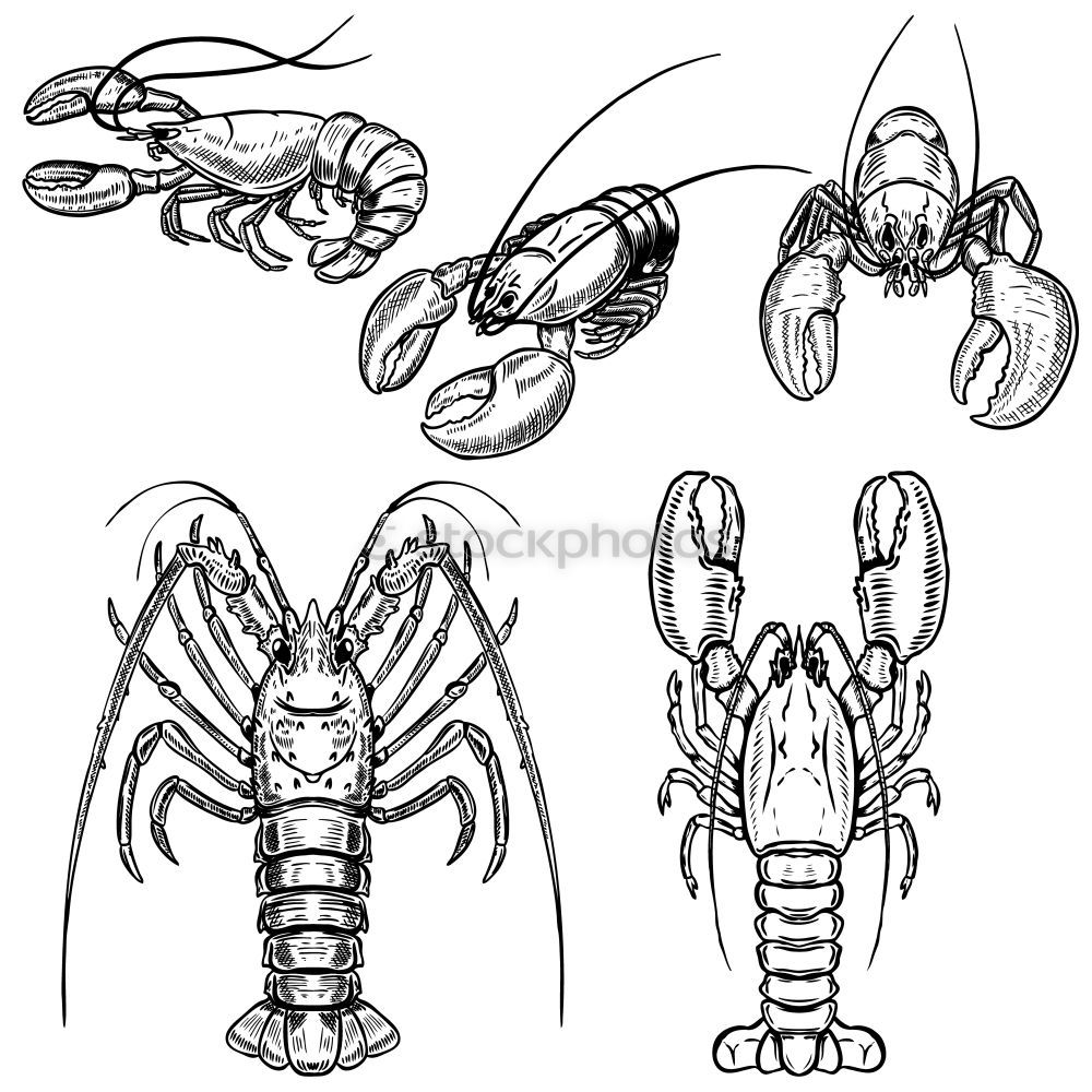 Similar – Image, Stock Photo hornet Hornet Wasps