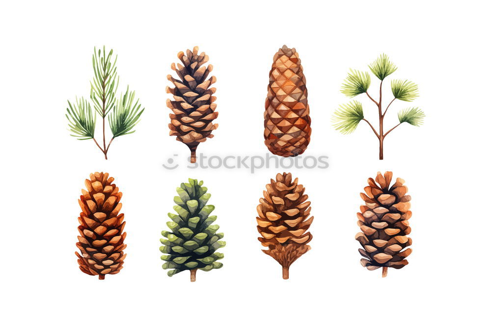 collection of various conifers and its cones