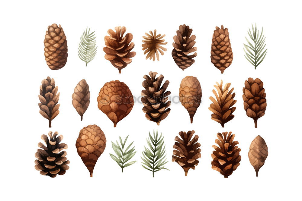 Similar – collection of various conifers and its cones