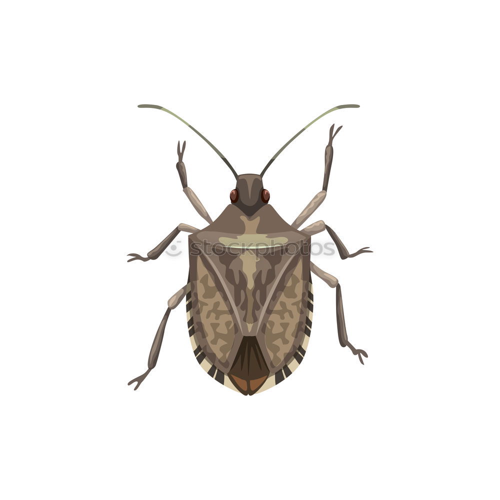 Similar – Image, Stock Photo Ne Bug Squash bug Green