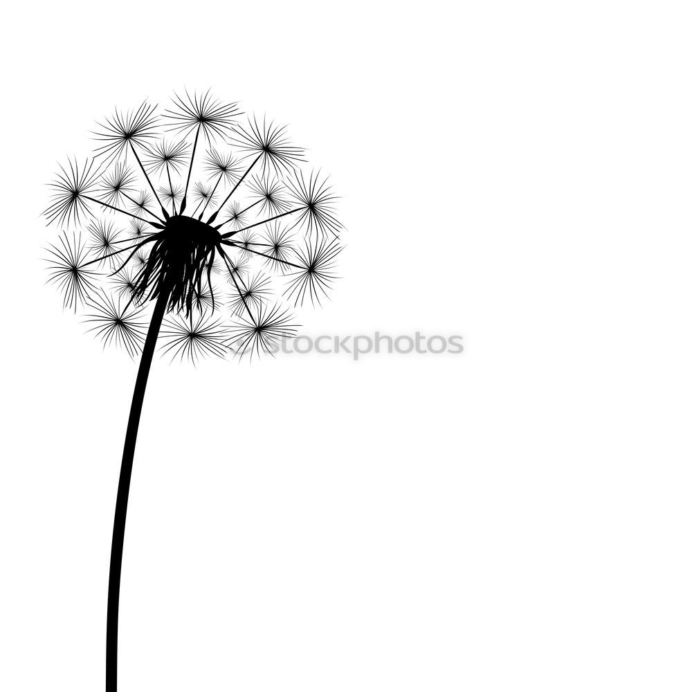 Similar – Helianthus annuus [monochrome]