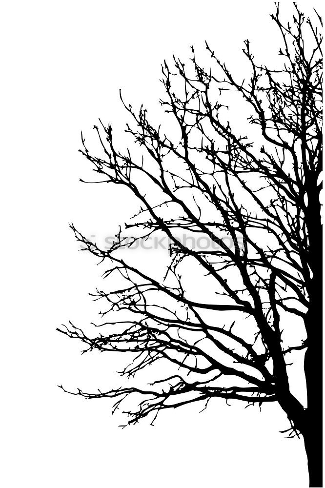 winter tree Tree Winter