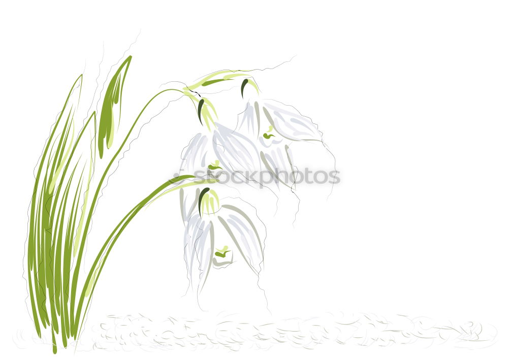 Similar – Image, Stock Photo Blue white striped primrose