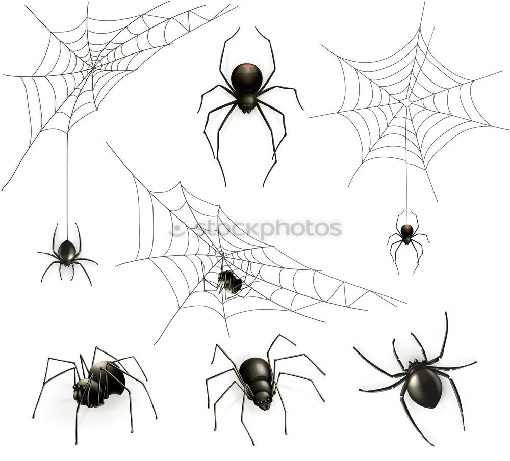 Similar – Foto Bild spinnchen Spinne