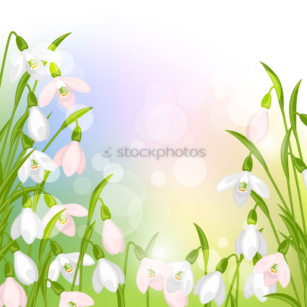 Similar – Spring nature background with wild hyacinths