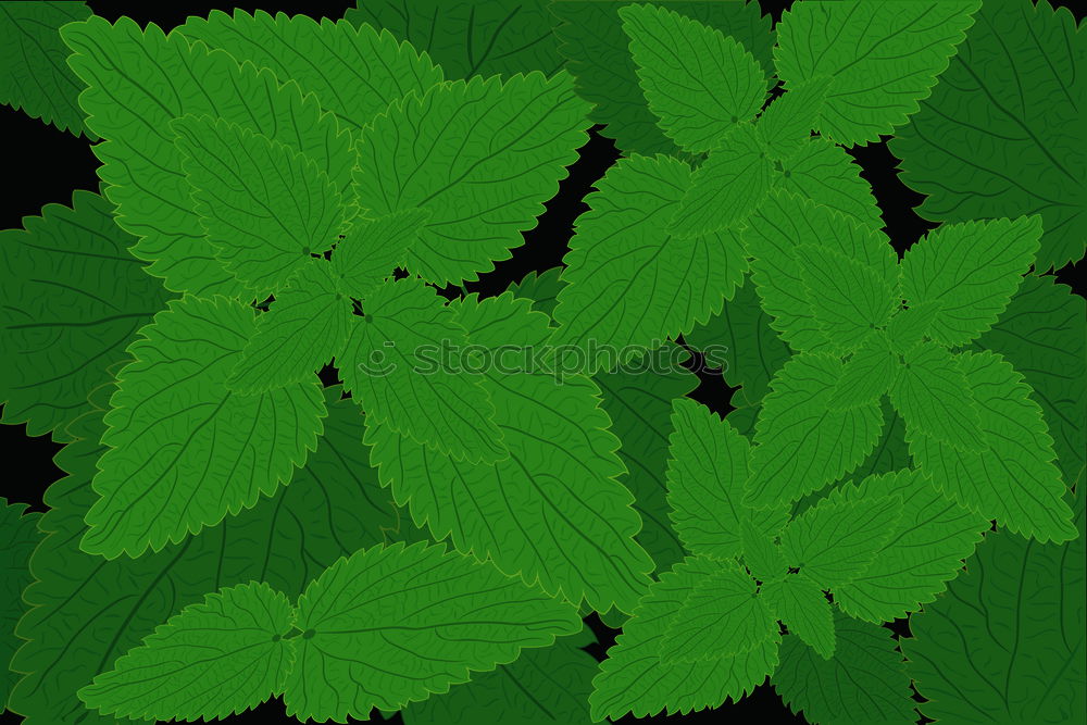 Similar – Image, Stock Photo leaves_with_raindrops Leaf