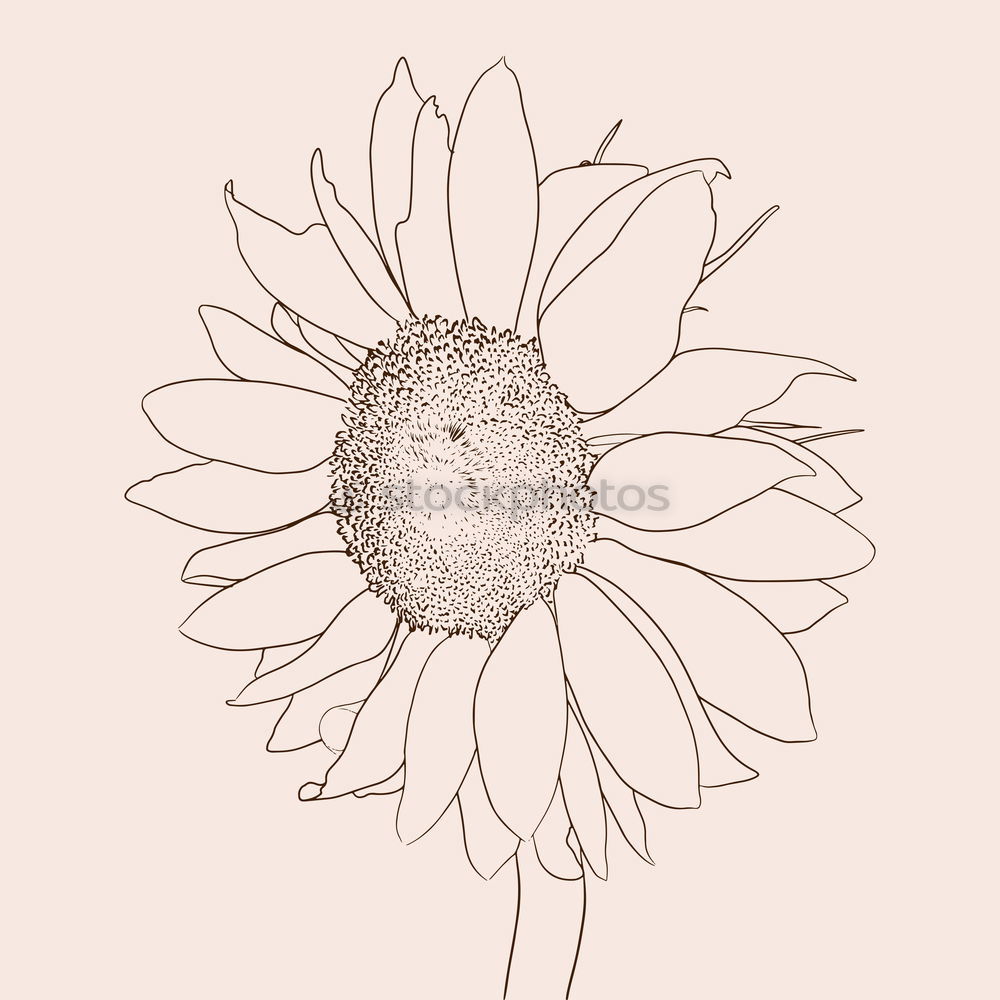 Similar – Helianthus annuus [monochrome]