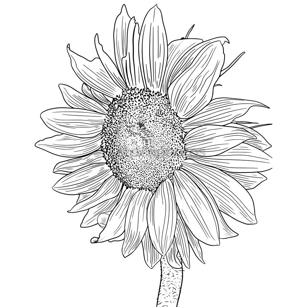 Similar – Helianthus annuus [monochrome]