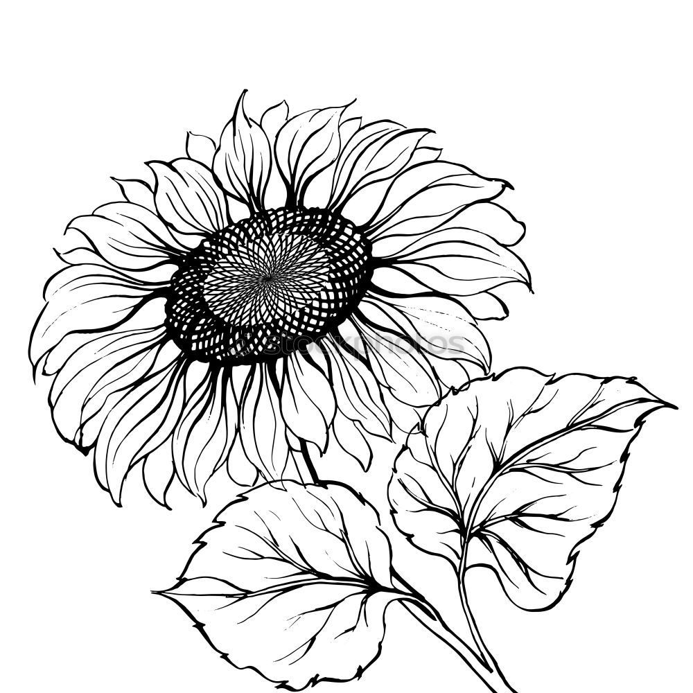 Similar – Helianthus annuus [monochrome]