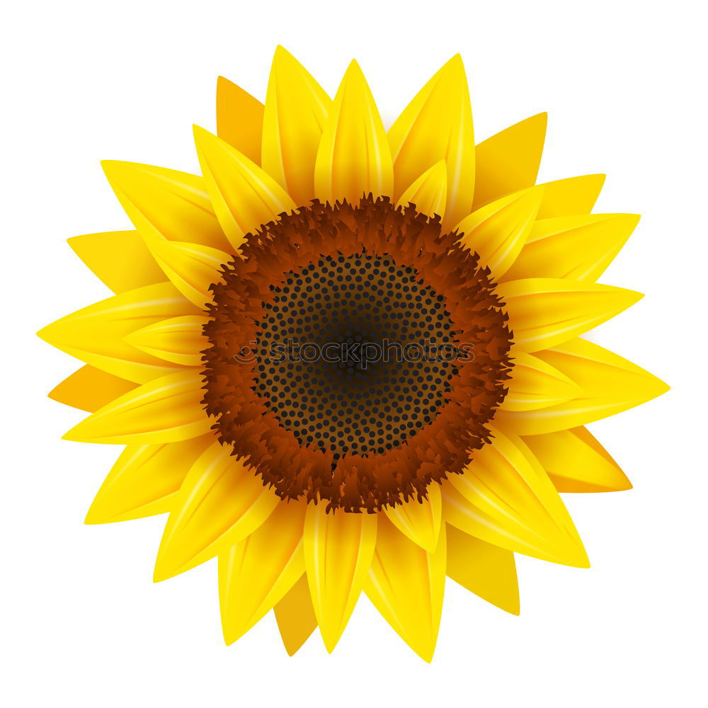 Similar – Sunflower(s) Grass Yellow