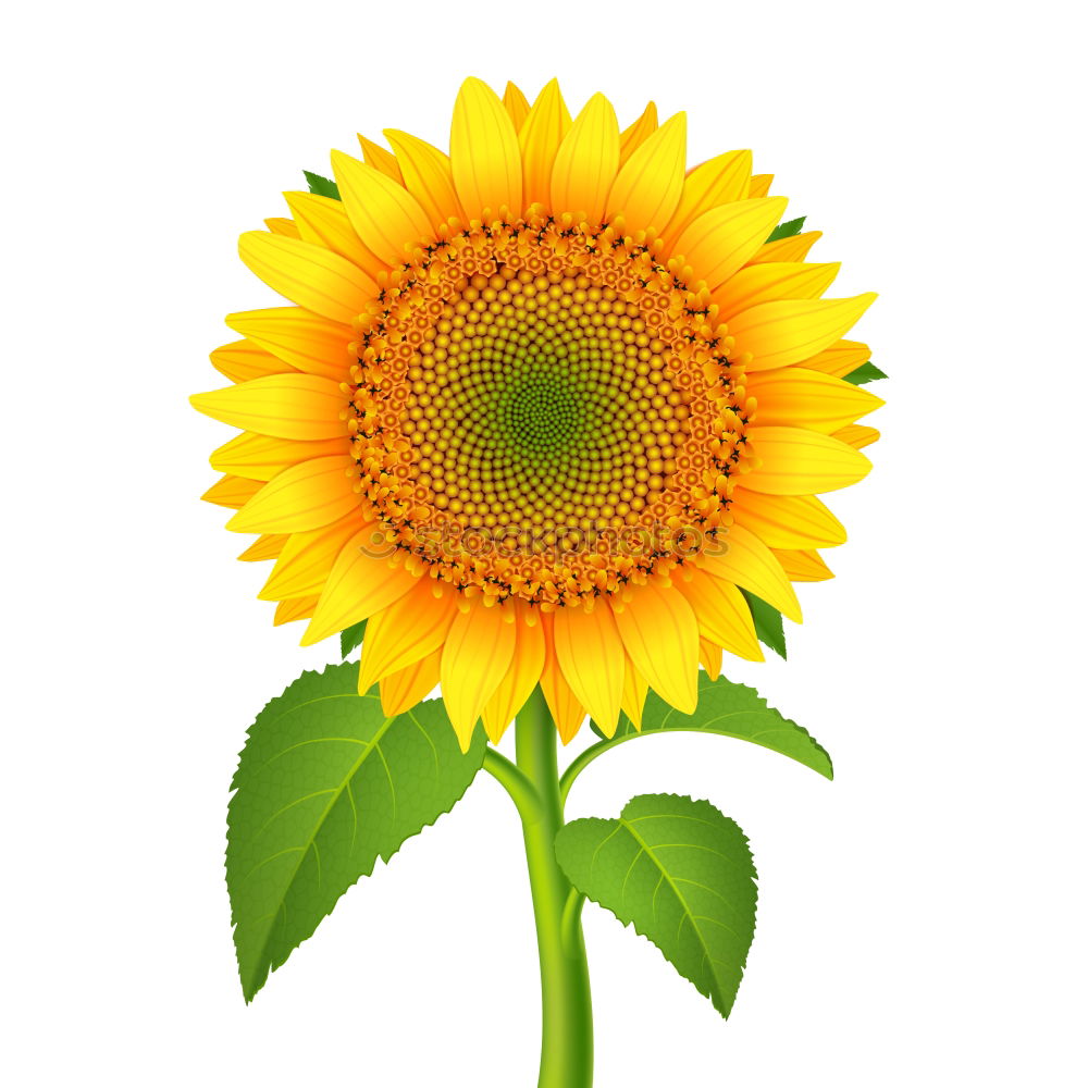 Similar – sunflower Beautiful Summer