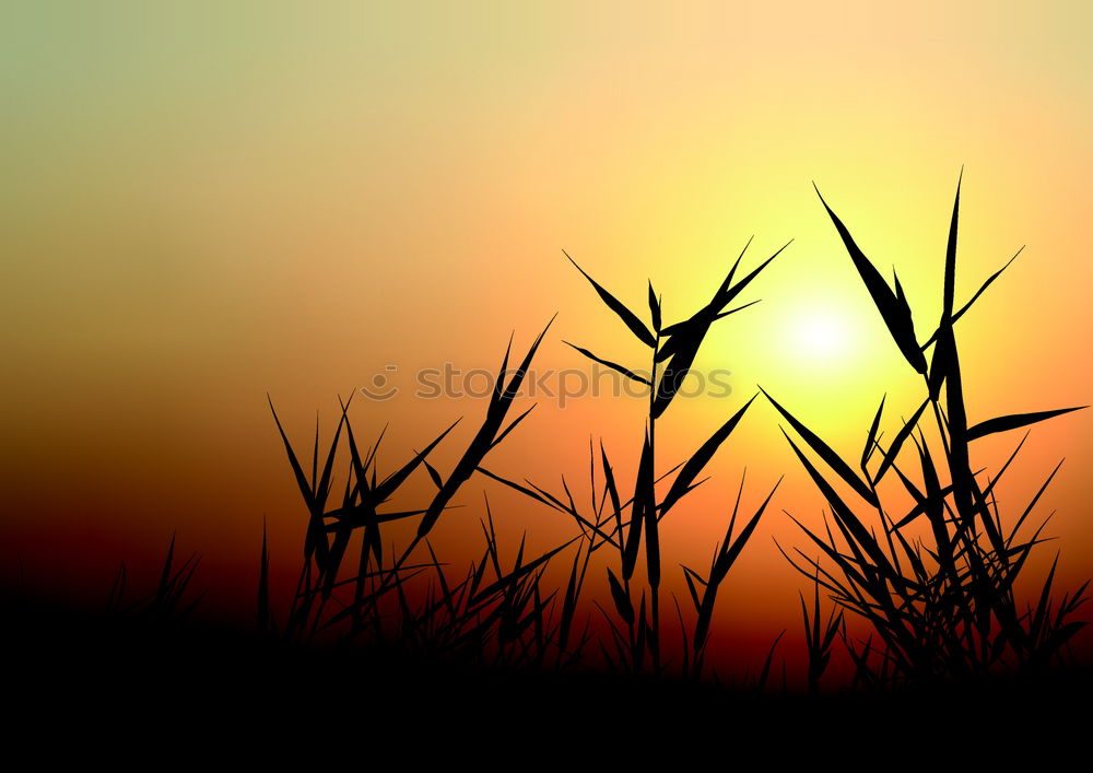 Similar – Foto Bild … einer schönen zeit
