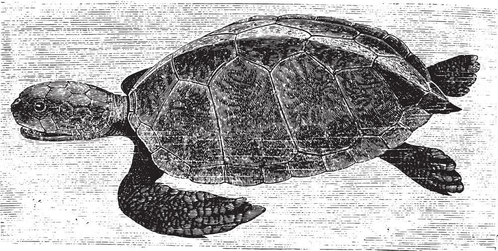 Similar – Image, Stock Photo Turtle III Pattern