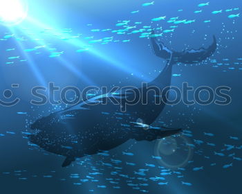 Similar – ” !! ” Whale shark Shark