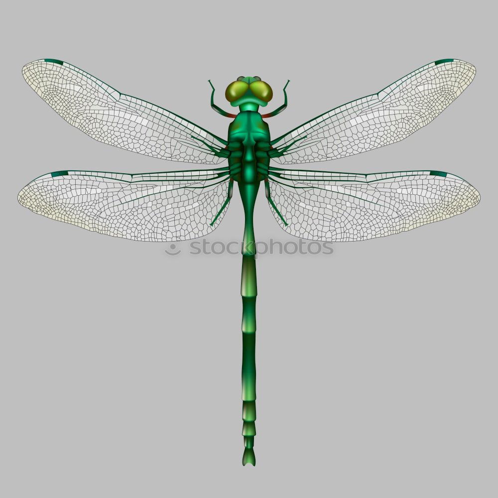 Similar – dragonfly Dragonfly Insect