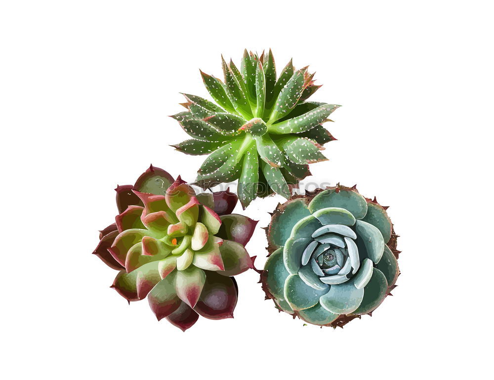 Similar – Image, Stock Photo sempervivum Environment