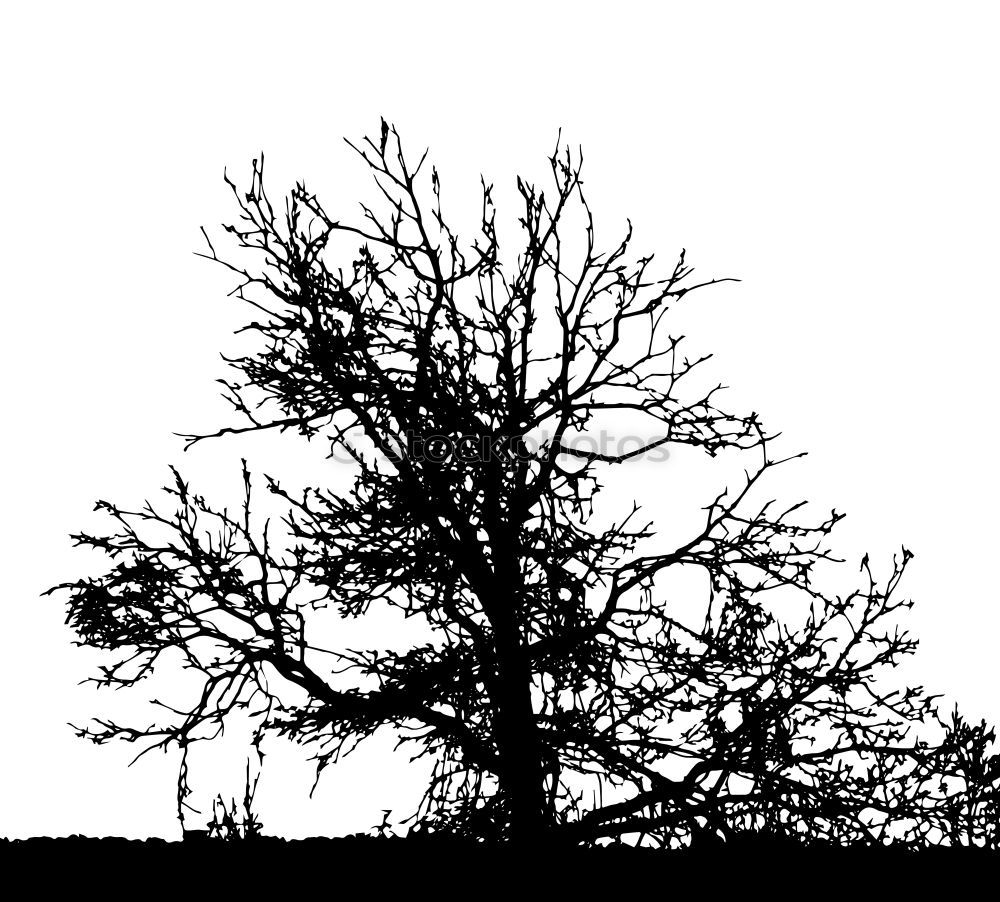 Similar – The tree 9 (in the evening before the big rain)