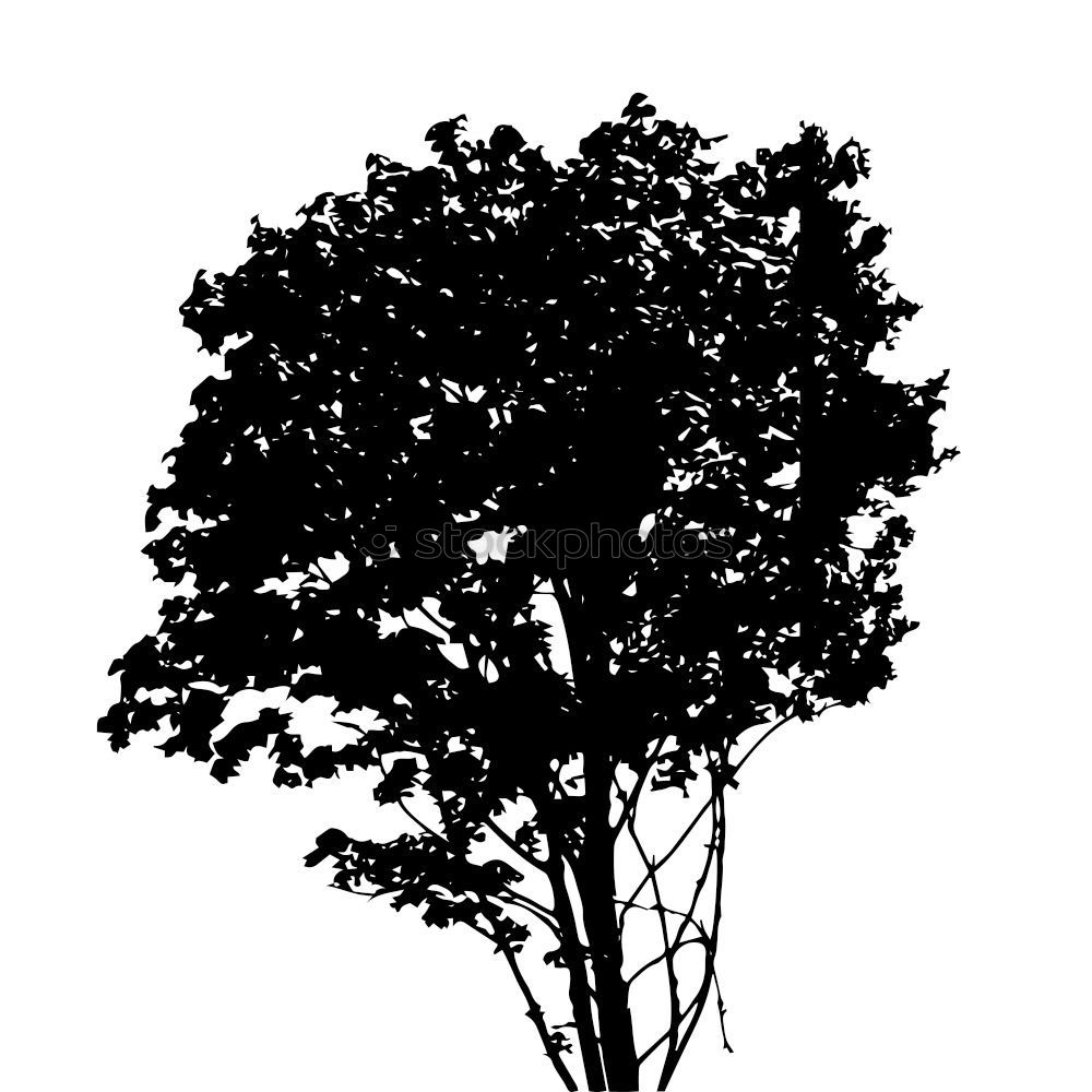 Similar – Image, Stock Photo Back then Tree Tree bark