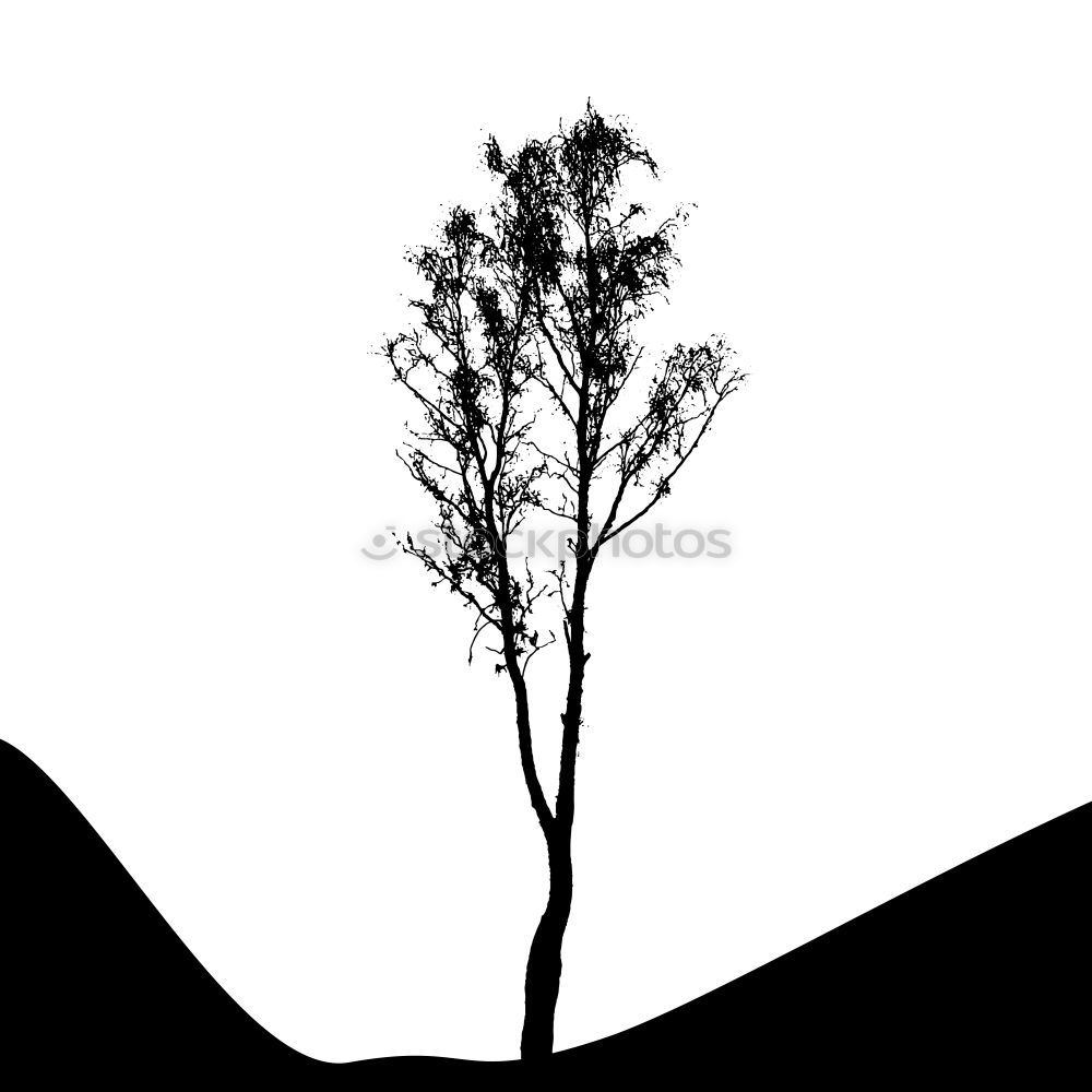 Similar – lonely Baum Natur Feld