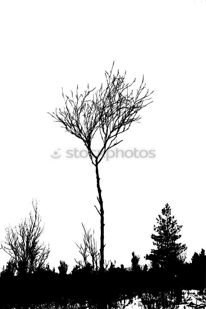 Similar – Image, Stock Photo lonely tree Tree