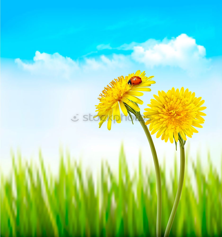 Similar – Flower background with yellow flowers in the blue sky