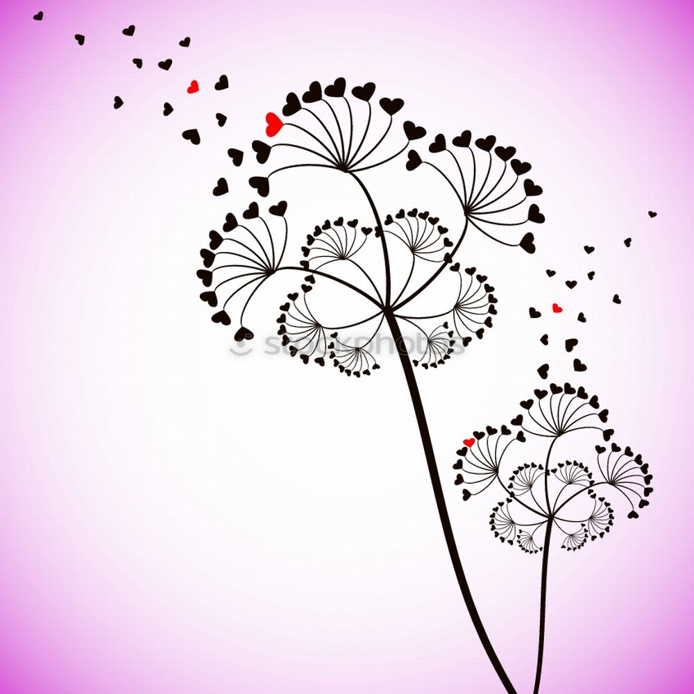 Similar – Lavender bouquet on pink-pink background