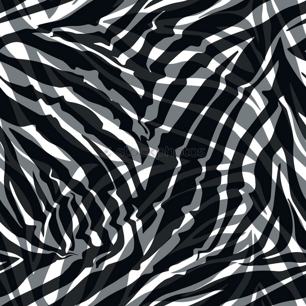 Similar – Foto Bild Musterhaft Zebra gefangen