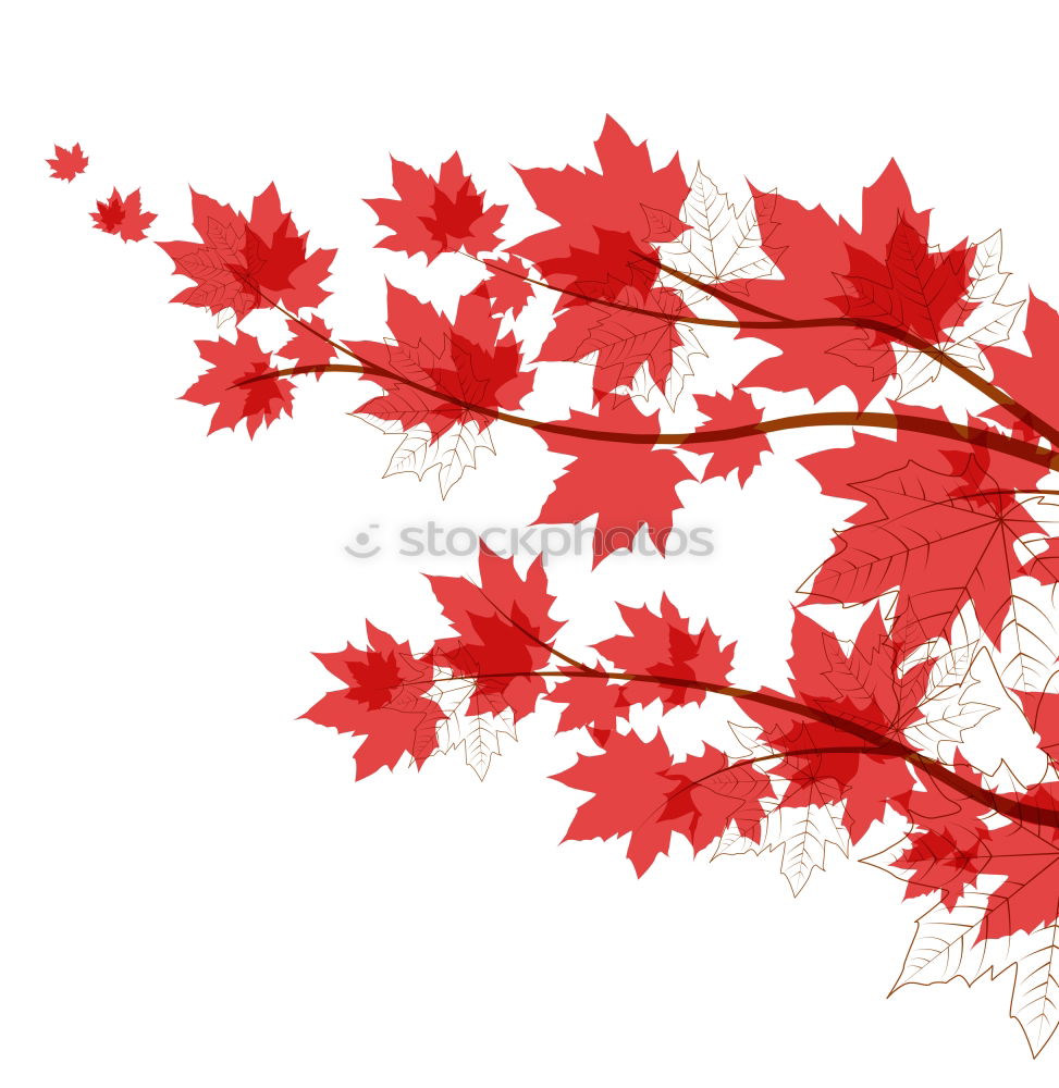 Similar – red Nature Plant Autumn