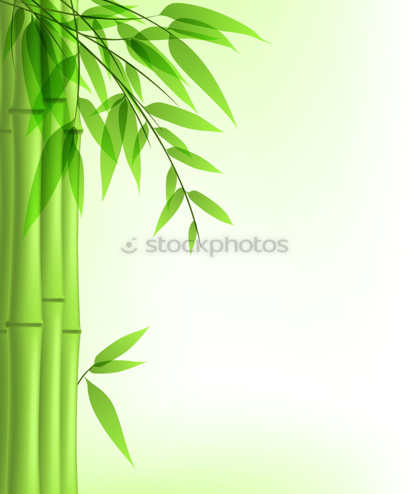 Similar – bamboo no. 2 Plant Vase