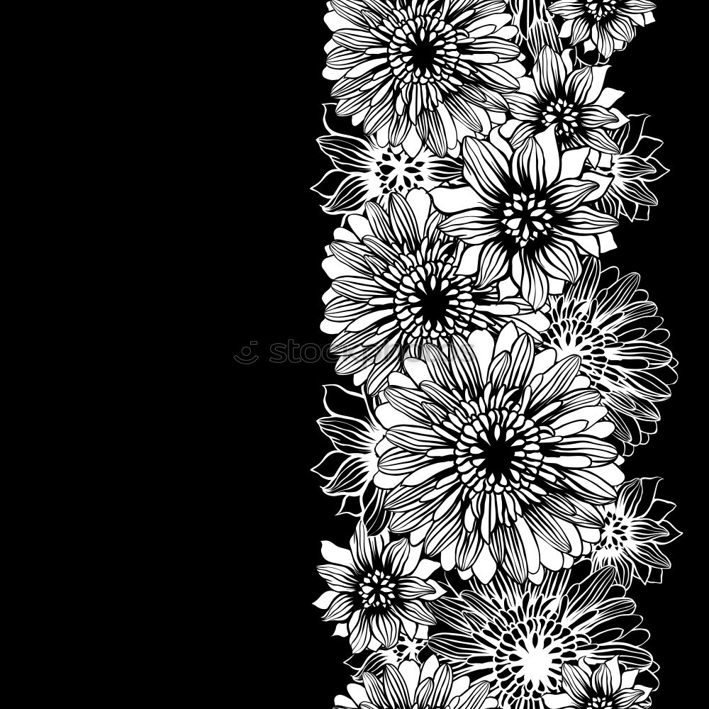 Similar – Blossomingwhite dahlia in black and white