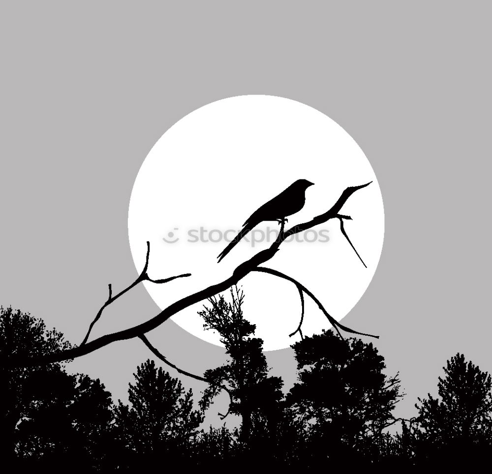 Similar – Image, Stock Photo Bremen night shift Crow